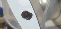 [TodoMarino.com] Que caracol es este??