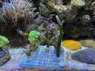 [TodoMarino.com] VENDO VARIOS  CORALES