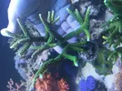 [TodoMarino.com] Pieza Acropora Green Bali