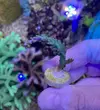 [TodoMarino.com] Esquejes de acropora a 15€ MADRID