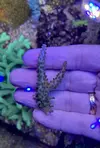 [TodoMarino.com] Esquejes de acropora a 15€ MADRID