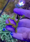 [TodoMarino.com] Esquejes de acropora a 15€ MADRID