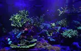 [TodoMarino.com] Esquejes de acropora a 15€ MADRID