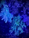 [TodoMarino.com] Esquejes de acropora a 15€ MADRID