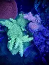[TodoMarino.com] Esquejes de acropora a 15€ MADRID