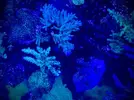 [TodoMarino.com] Esquejes de acropora a 15€ MADRID