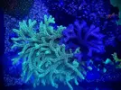 [TodoMarino.com] Esquejes de acropora a 15€ MADRID