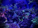 [TodoMarino.com] Esquejes de acropora a 15€ MADRID