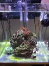 [TodoMarino.com] Regalo Entacmaea quadricolor roja