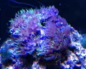 [TodoMarino.com] Pachyclavularia perdiendo color