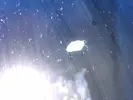 [TodoMarino.com] caracoles blancos enanos