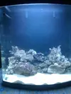 [TodoMarino.com] nano 130 litros caballitos