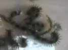 [TodoMarino.com] Que GUSANO ES ???