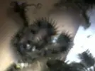 [TodoMarino.com] Que GUSANO ES ???