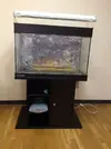 [TodoMarino.com] Mi primer acuario