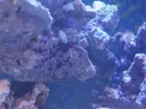 [TodoMarino.com] Primer acuario marino, empezamos con algo mas de 300l