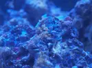 [TodoMarino.com] Primer acuario marino, empezamos con algo mas de 300l