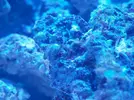 [TodoMarino.com] Primer acuario marino, empezamos con algo mas de 300l