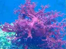 [TodoMarino.com] Alga halymenia?