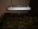 [TodoMarino.com] Espero sea mi próximo reef.