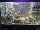 [TodoMarino.com] Mi primer acuario