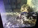 [TodoMarino.com] Mi primer acuario