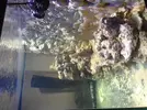 [TodoMarino.com] Mi primer acuario