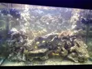[TodoMarino.com] Mi primer acuario