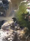 [TodoMarino.com] Mi primer acuario