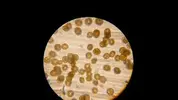 [TodoMarino.com] Aumentos del microscopio