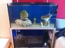 [TodoMarino.com] Mi primer acuario