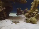 [TodoMarino.com] Primer acuario marino, empezamos con algo mas de 300l