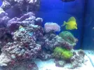 [TodoMarino.com] Mi acuario despues de 6 meses