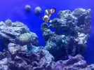 [TodoMarino.com] Mi acuario despues de 6 meses
