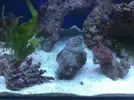 [TodoMarino.com] Mi acuario despues de 6 meses