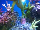 [TodoMarino.com] acropora perdiendo tejido por la base