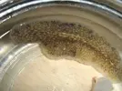 [TodoMarino.com] Platerminto devora caracoles (con fotos)