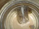 [TodoMarino.com] Platerminto devora caracoles (con fotos)