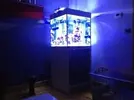 [TodoMarino.com] mi acuario en proceso