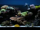 [TodoMarino.com] Mi acuario cumple un año