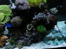 [TodoMarino.com] Mi acuario cumple un año