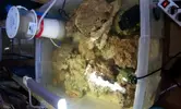 [TodoMarino.com] Video de mi acuario. Shikitito reef 325 Litros
