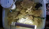 [TodoMarino.com] Video de mi acuario. Shikitito reef 325 Litros