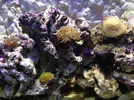 [TodoMarino.com] Mi primer acuario