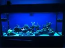 [TodoMarino.com] Mi acuario despues de 6 meses