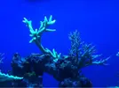 [TodoMarino.com] Mi acuario despues de 6 meses