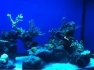 [TodoMarino.com] Mi acuario despues de 6 meses