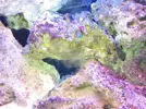 [TodoMarino.com] Manchas cristales