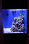 [TodoMarino.com] Nuevo ASTRO'S REEF