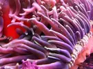 [TodoMarino.com] Macrodactyla doreensis